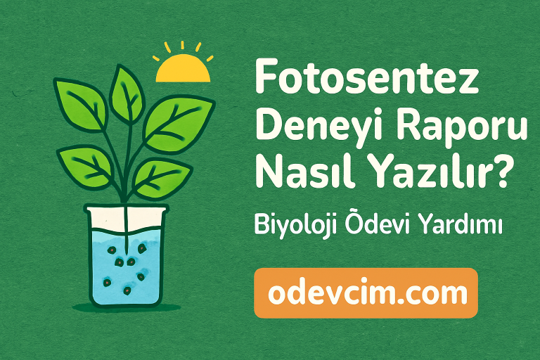 Read more about the article Fotosentez Deneyi Raporu Nasıl Yazılır? Biyoloji Ödevi Yardımı